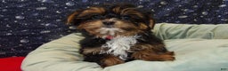 Shorkie dogs for sale: Juliet - Ad 4