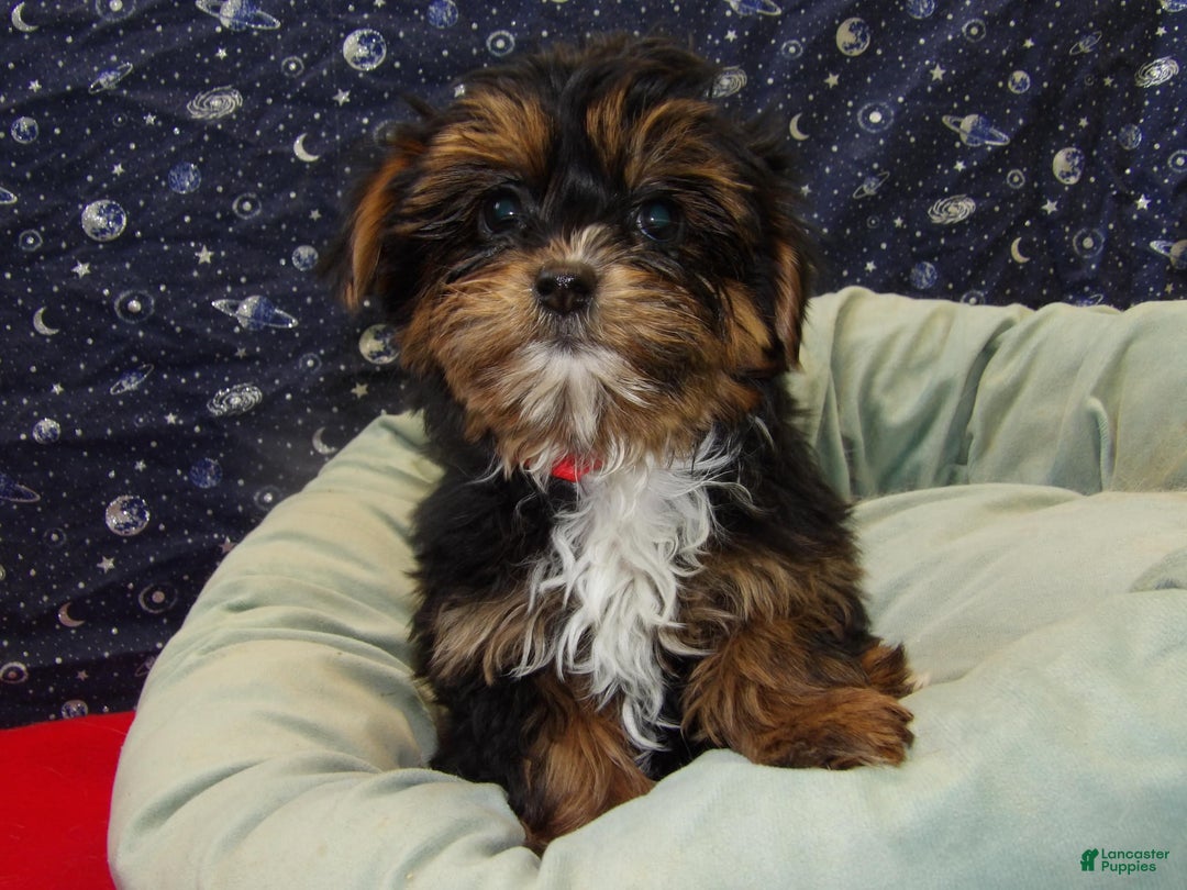 Shorkie dogs for sale: Juliet - Ad 4