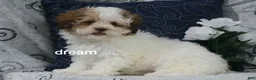 Shihpoo dogs for sale: Clay - Ad 1