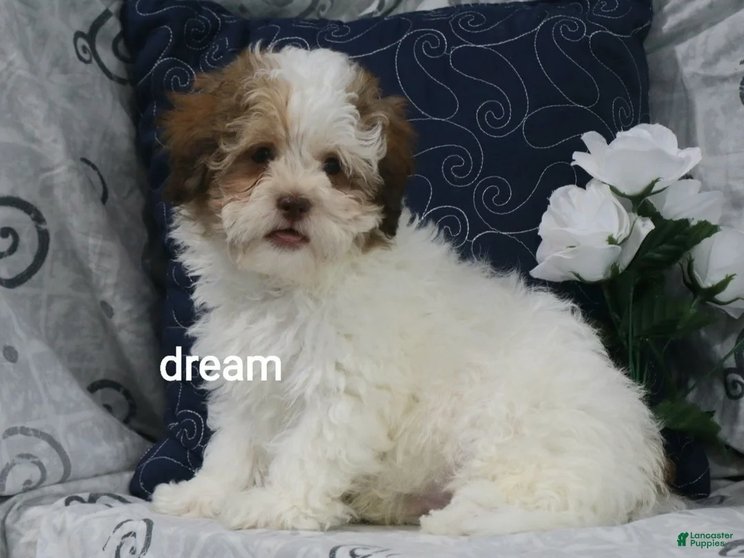Shihpoo dogs for sale: Clay - Ad 1
