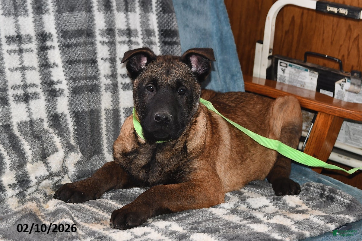 Belgian Malinois dogs Lucky - Ad 9