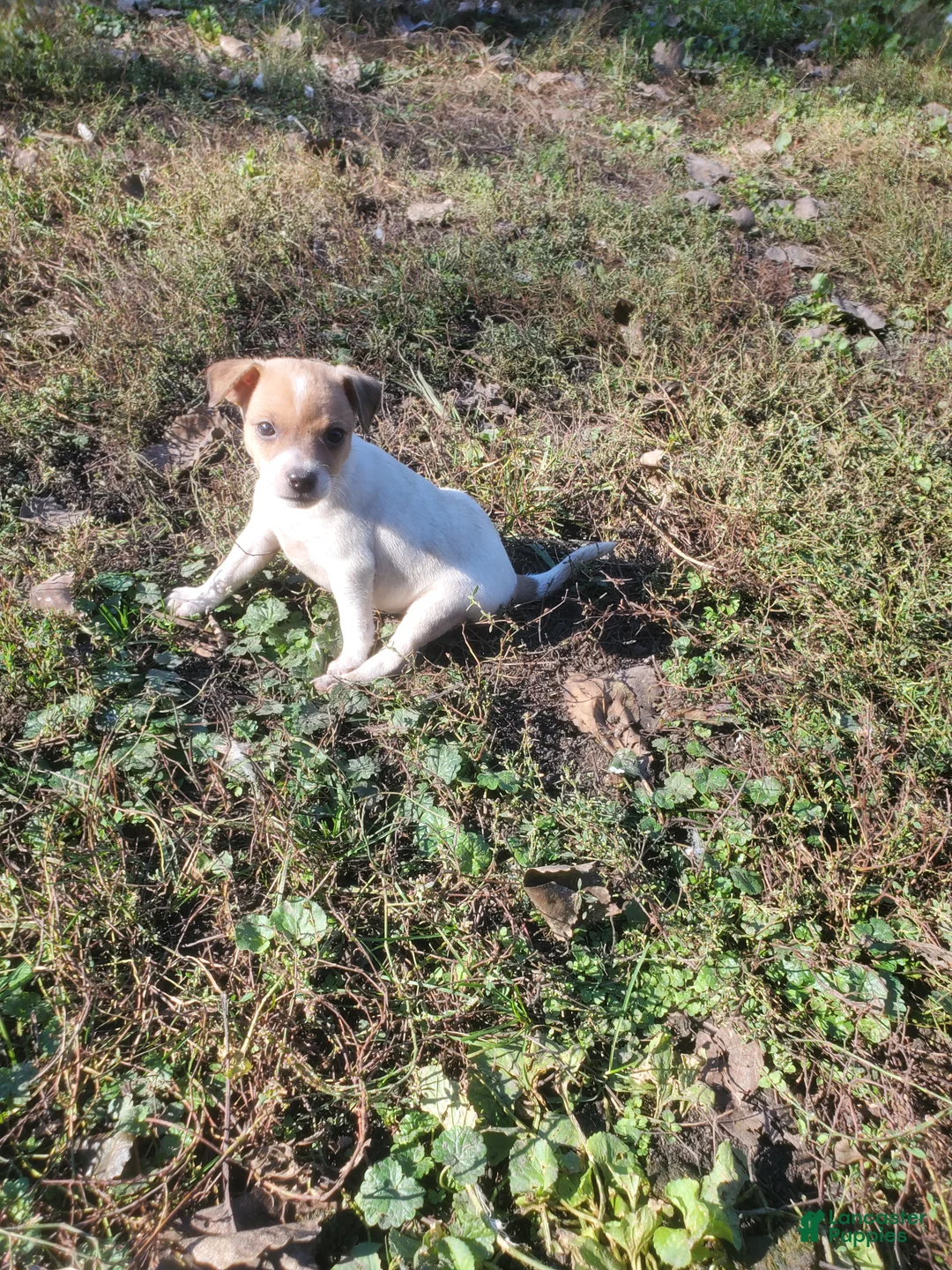 Jack Russell Terrier dogs for sale: Jack Russell Terrier 2 - Ad 1