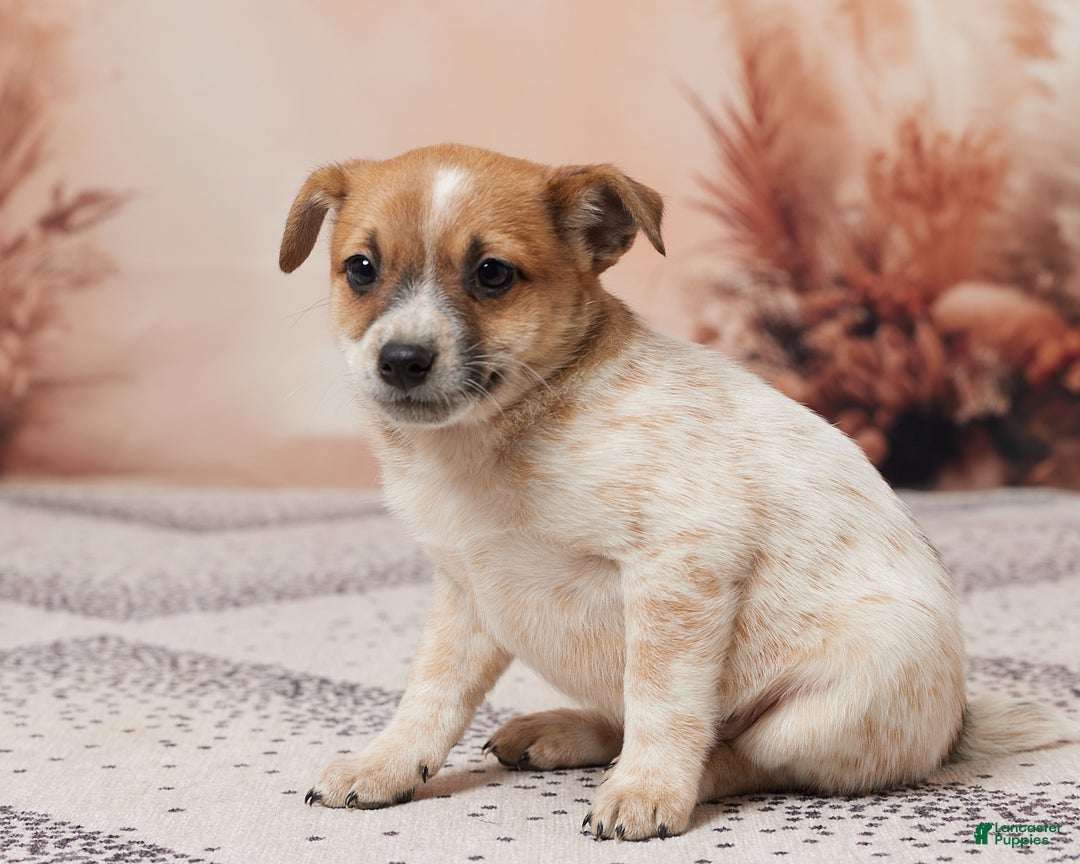 Australian Cattle Dog dogs for sale: Abby - Ad 2