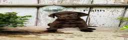 Labrador Retriever dogs for sale: Faith  - Ad 3