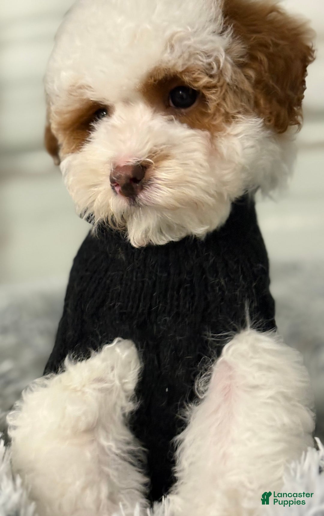 Pudelpointer dogs for sale: Alvin  - Ad 2