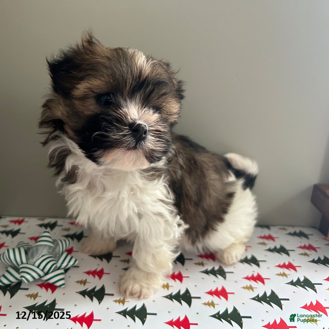 Havanese dogs for sale: Cuddles - Ad 2