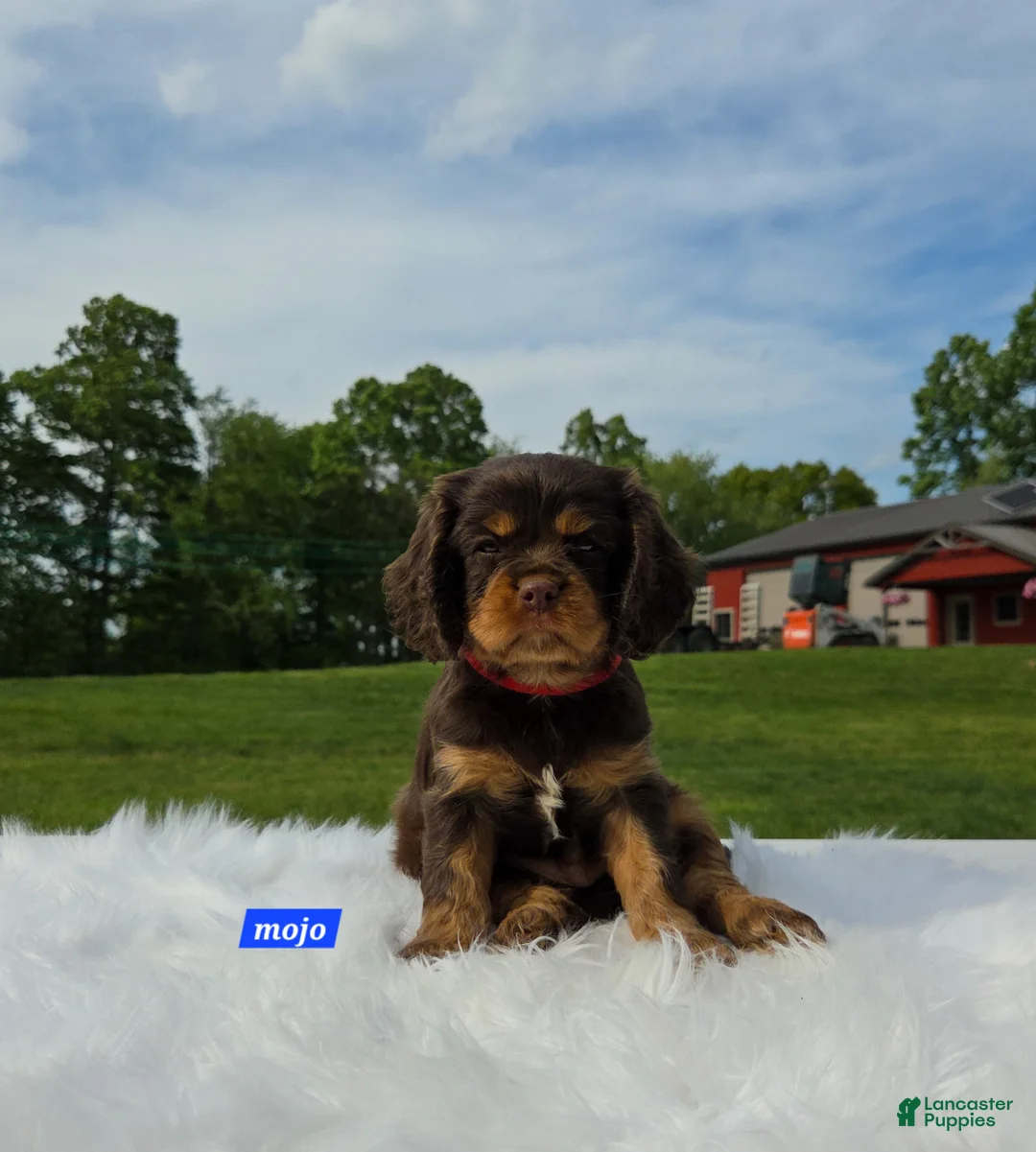 Cavalier King Charles Spaniel dogs for sale: Mojo - Ad 7