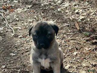 Anatolian Shepherd dogs for sale: Anatolian Shepherd Puppy 3 - Ad 2