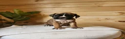 Boxer dogs for sale: Jeddy  - Ad 3
