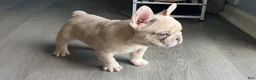 French Bulldog dogs for sale: Ghost - Ad 6