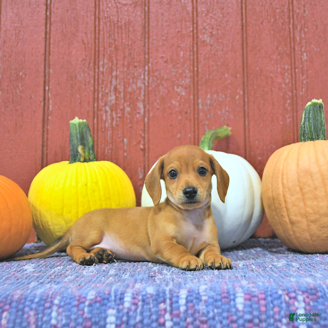 Miniature Dachshund dogs for sale: Luca - Ad 6