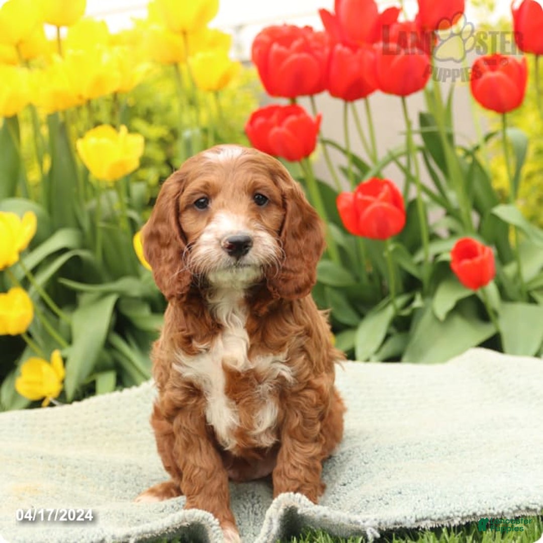 Gallery Image {{count}}