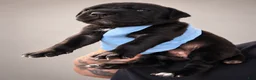 Cane Corso dogs for sale: Miss Raven - Ad 11