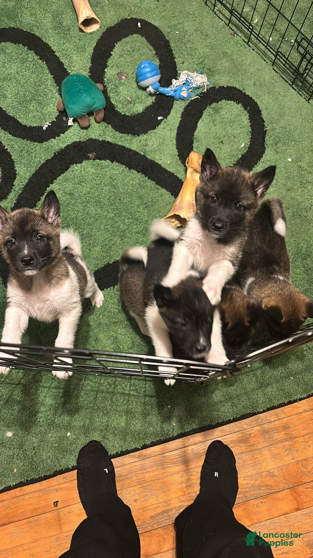 Akita dogs Akita Puppy 3 - Ad 33