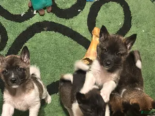 Akita dogs Akita Puppy 3 - Ad 33