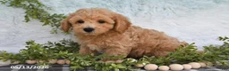 Bichpoo dogs for sale: Hansen - Ad 2