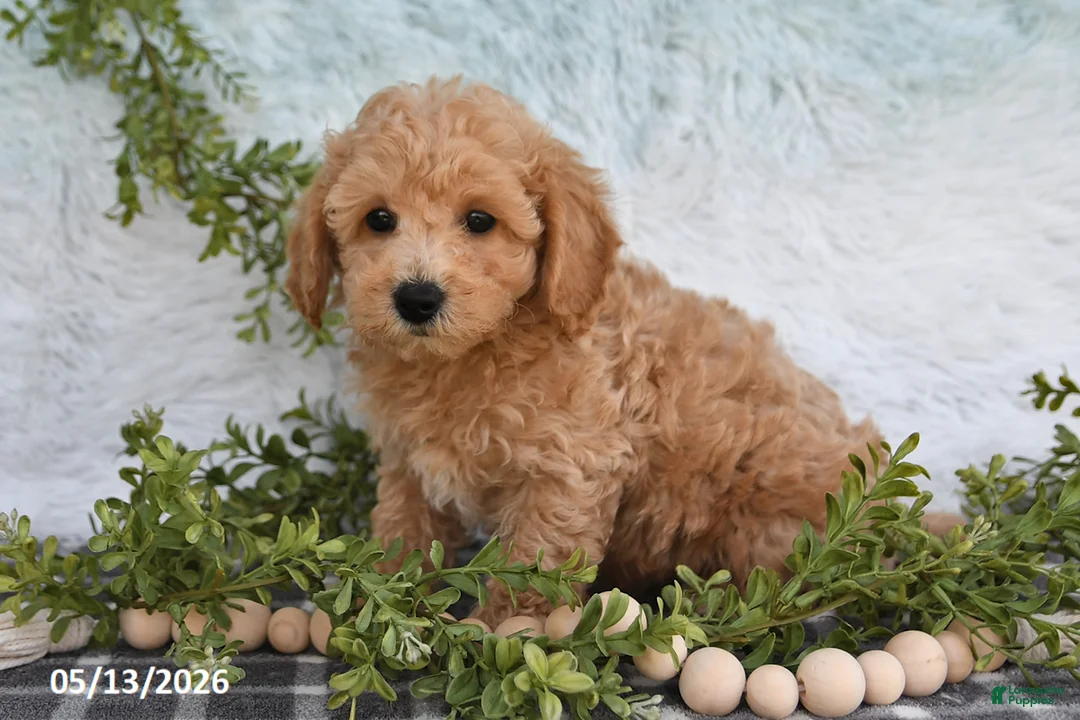 Bichpoo dogs for sale: Hansen - Ad 2