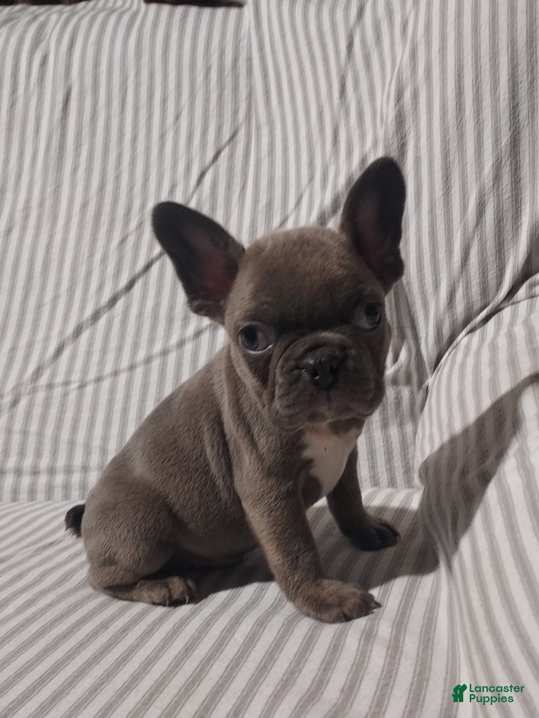 Mixed Breed dogs for sale: Cooper - Ad 12