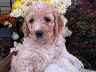 Goldendoodle dogs - Ad 6