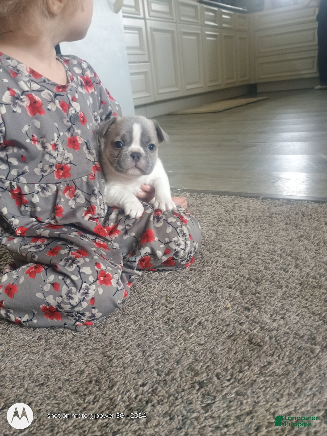 French Bulldog dogs for sale: Hope - Ad 1