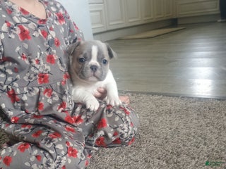 French Bulldog dogs Hope - Ad 5