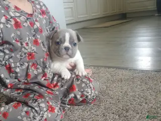 French Bulldog dogs Hope - Ad 4