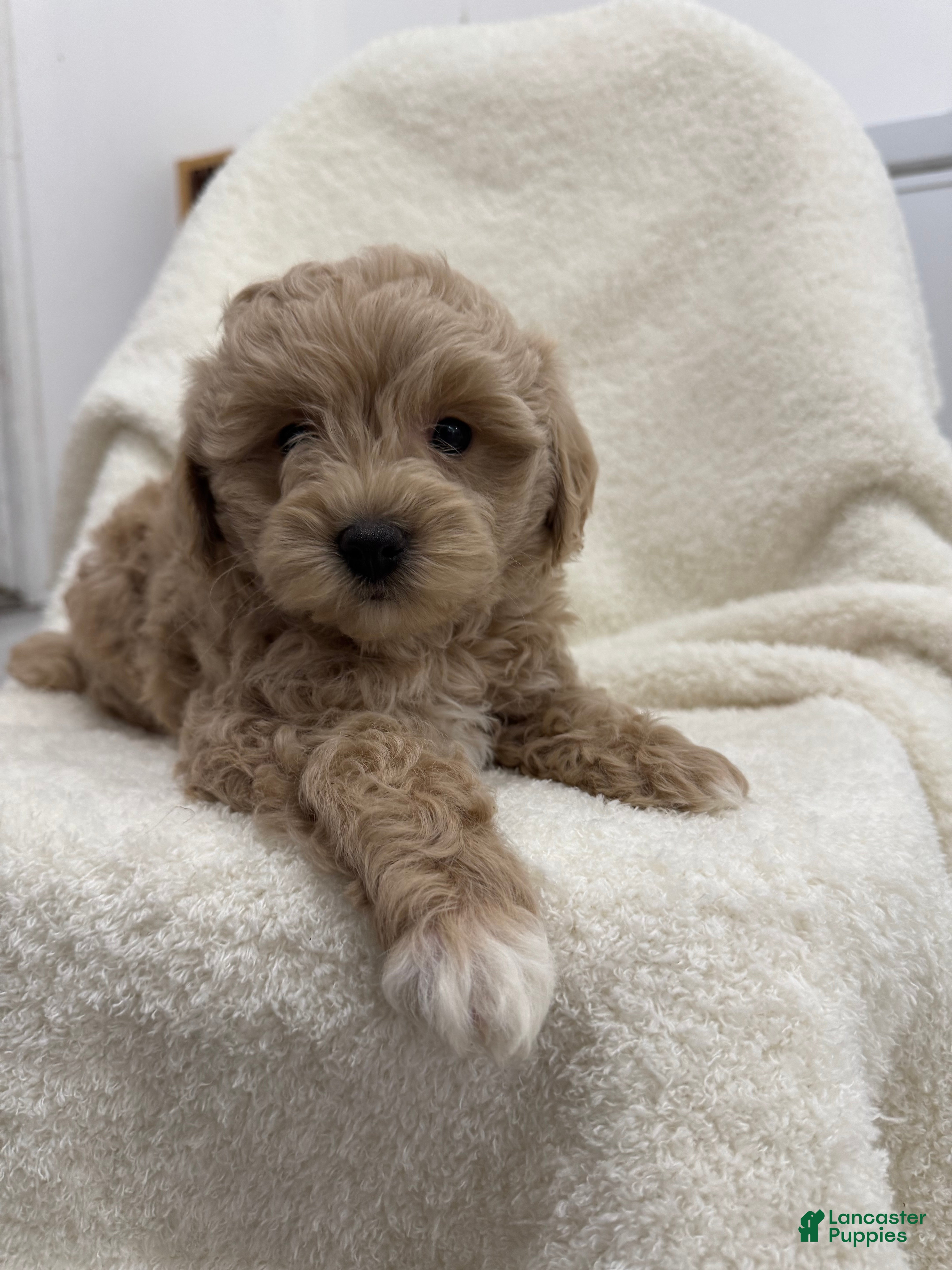 Maltipoo dogs Sonny - Ad 7