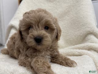 Maltipoo dogs Sonny - Ad 39