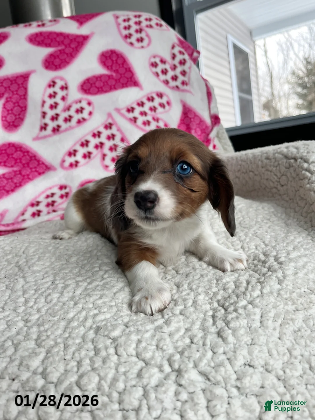 Miniature Dachshund dogs for sale: Rosie Bud - Ad 2
