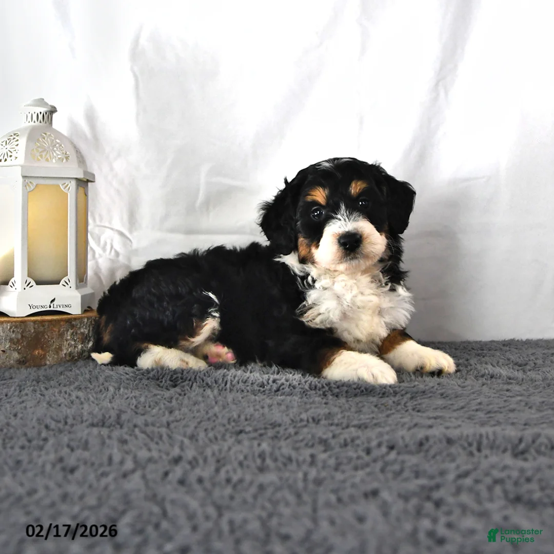 Mini Aussiedoodle dogs for sale: Lilly - Ad 1