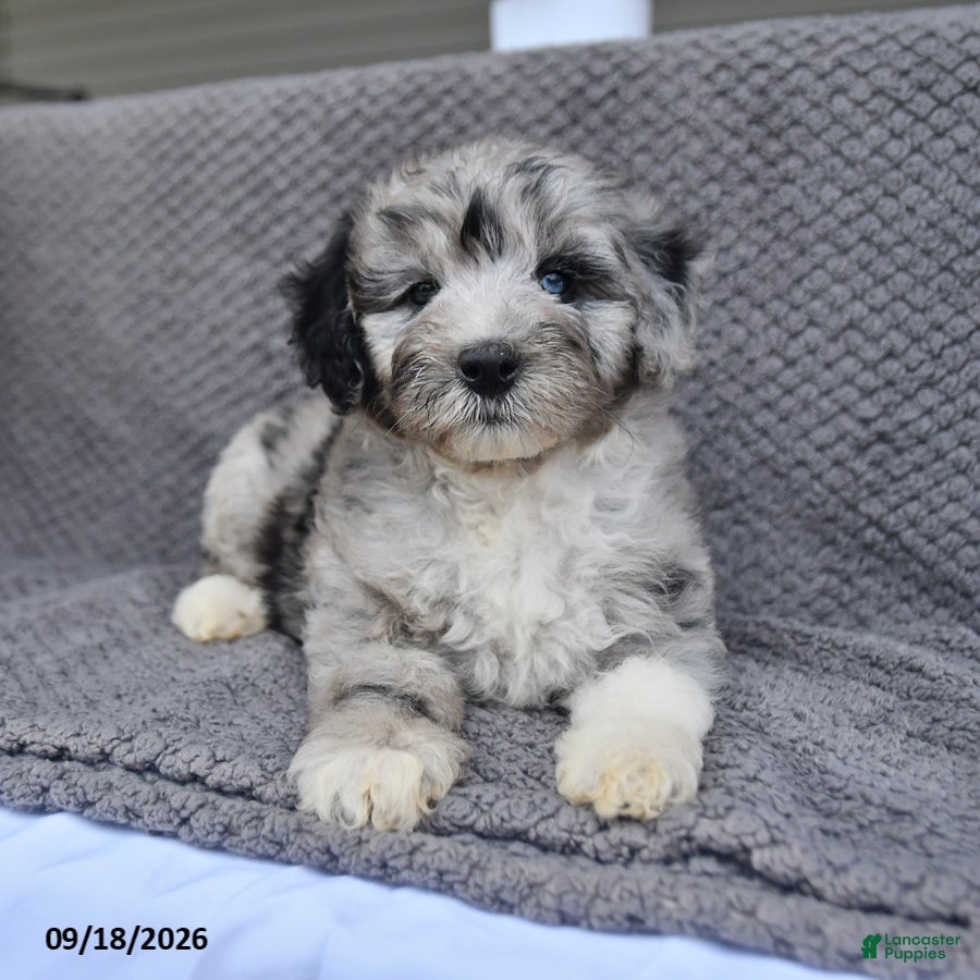 Mini Aussiedoodle dogs Jaxon - Ad 1