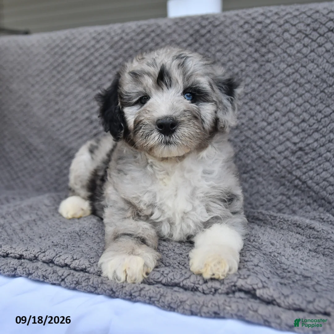 Mini Aussiedoodle dogs for sale: Jaxon - Ad 1