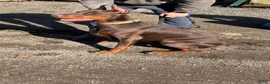 Doberman Pinscher Puppy 1