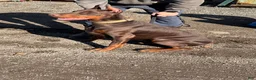 Doberman Pinscher dogs for sale: Doberman Pinscher Puppy 1 - Ad 1
