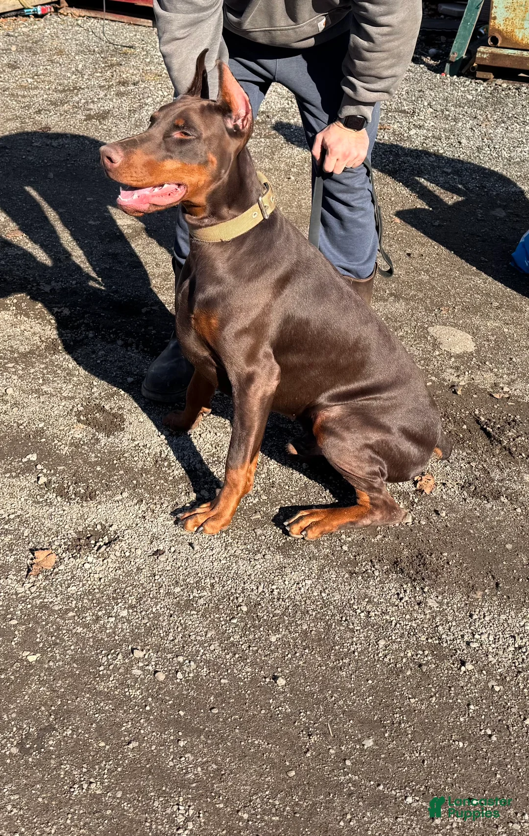 Doberman Pinscher dogs for sale: Doberman Pinscher Puppy 1 - Ad 1