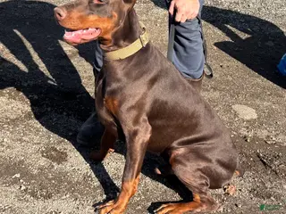 Doberman Pinscher dogs for sale: Doberman Pinscher Puppy 1 - Ad 1
