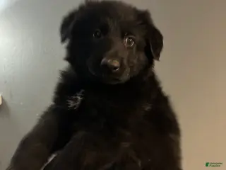 German Shepherd dogs Puppy 3 - Ad 29