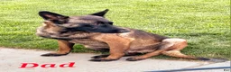 German Shepherd dogs for sale: Blondie - Ad 7