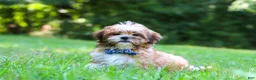 Shih Tzu dogs for sale: Sammy - Ad 2