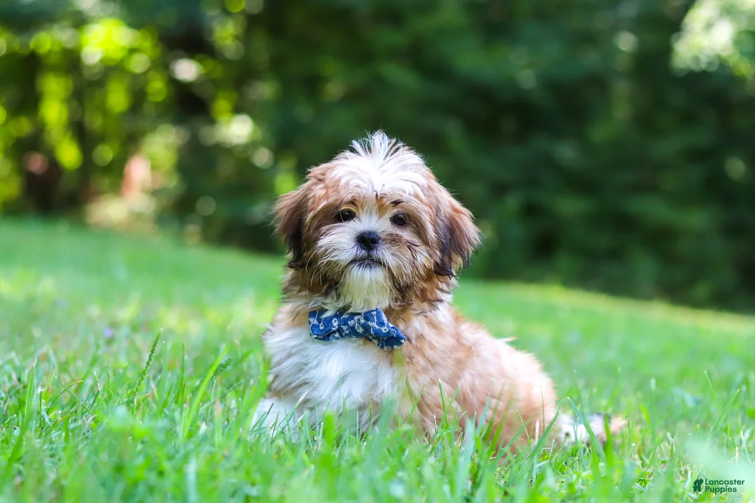 Shih Tzu dogs for sale: Sammy - Ad 2