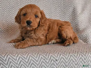 Mini Goldendoodle dogs Darla - Ad 19