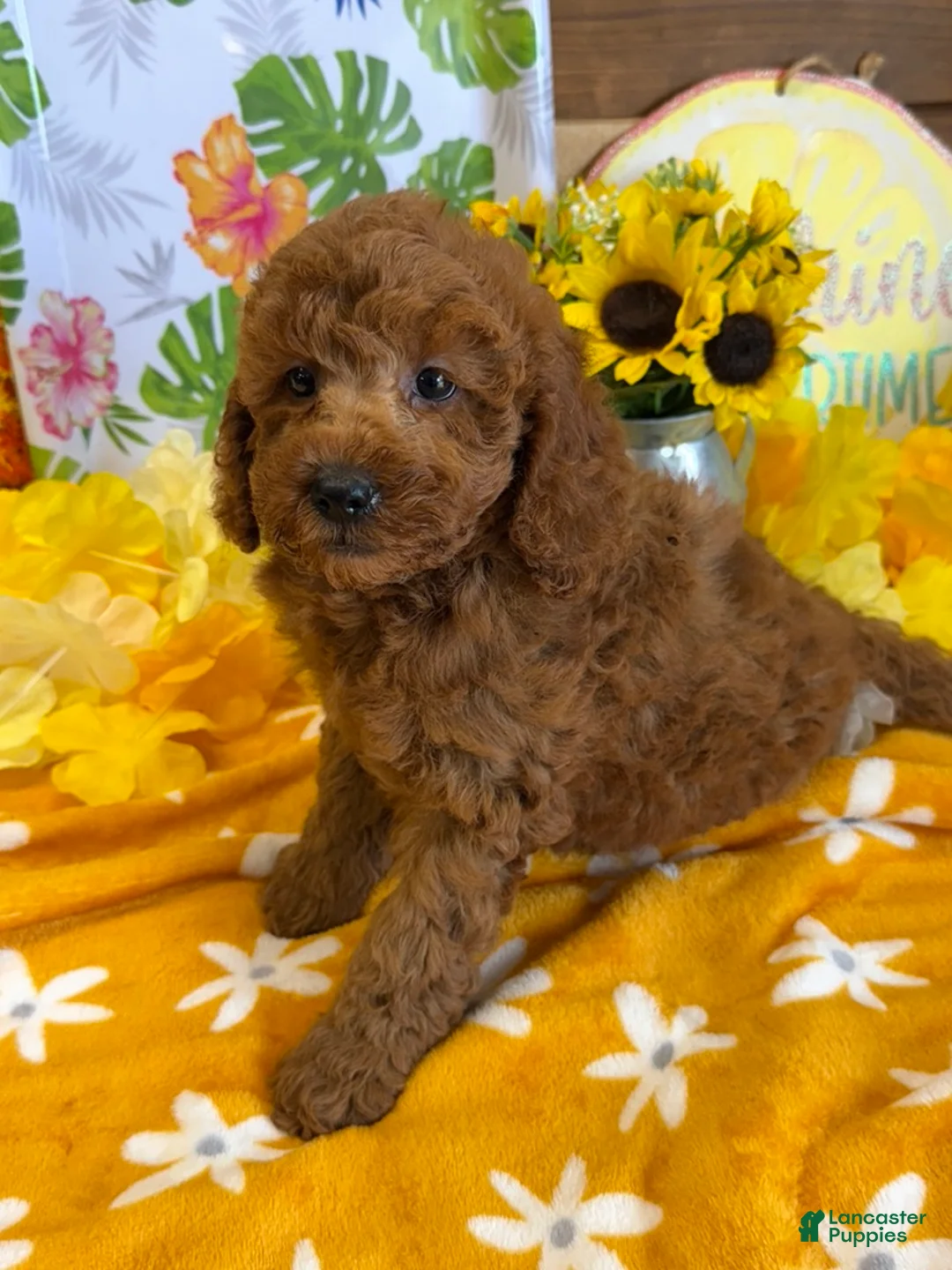 Labradoodle dogs for sale: Piper - Ad 3