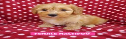 Maltipoo dogs for sale: Maltipoo 2 - Ad 3