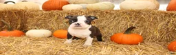 Boston Terrier dogs for sale: Jeremy - Ad 3