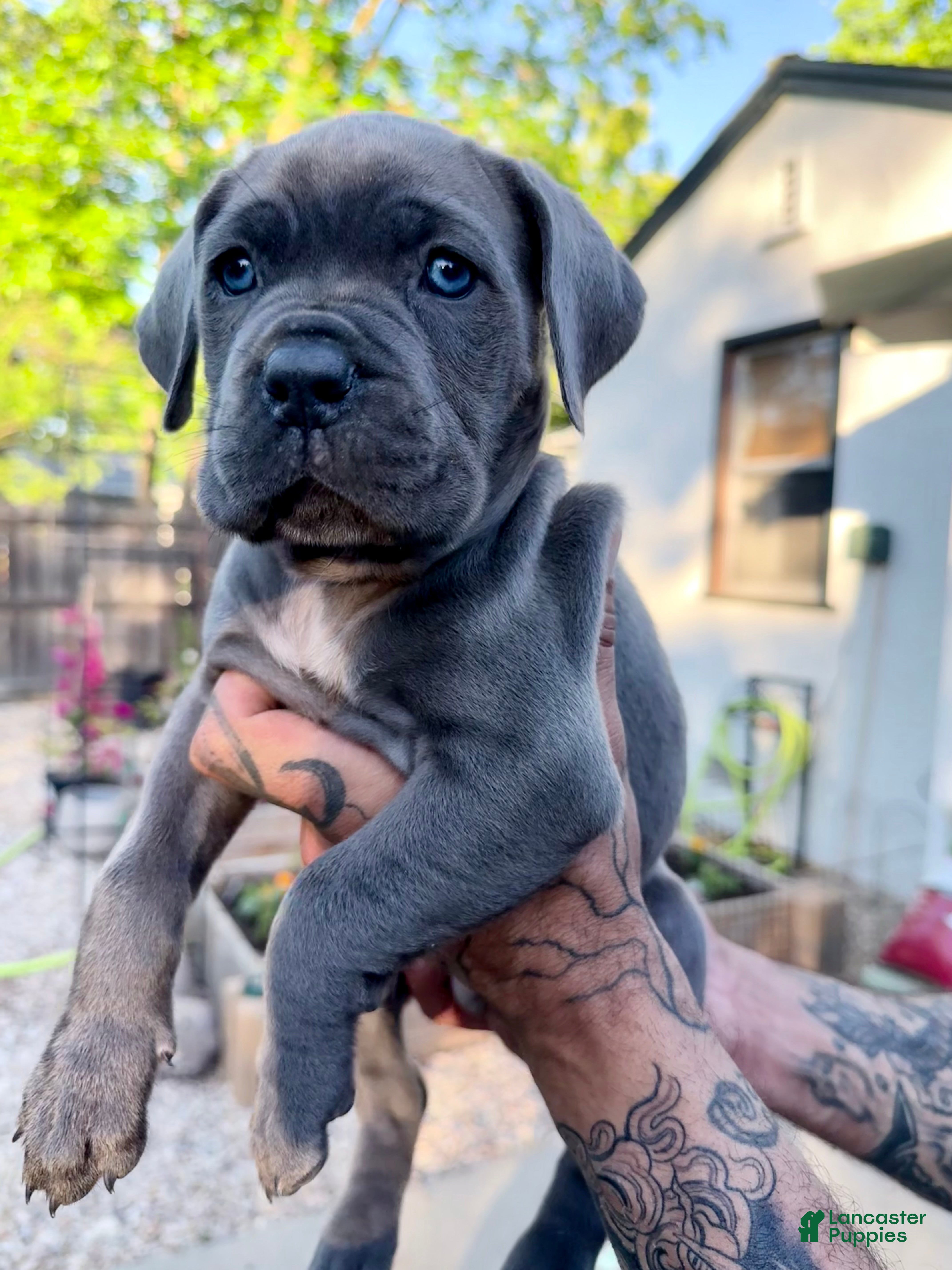 Cane Corso dogs Cane Corso Puppy 2 (pink) - Ad 3