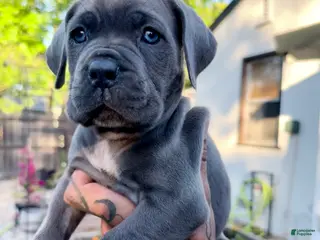 Cane Corso dogs Cane Corso Puppy 2 (pink) - Ad 3
