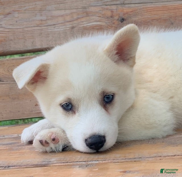 Alaskan Husky dogs Samson - Ad 1