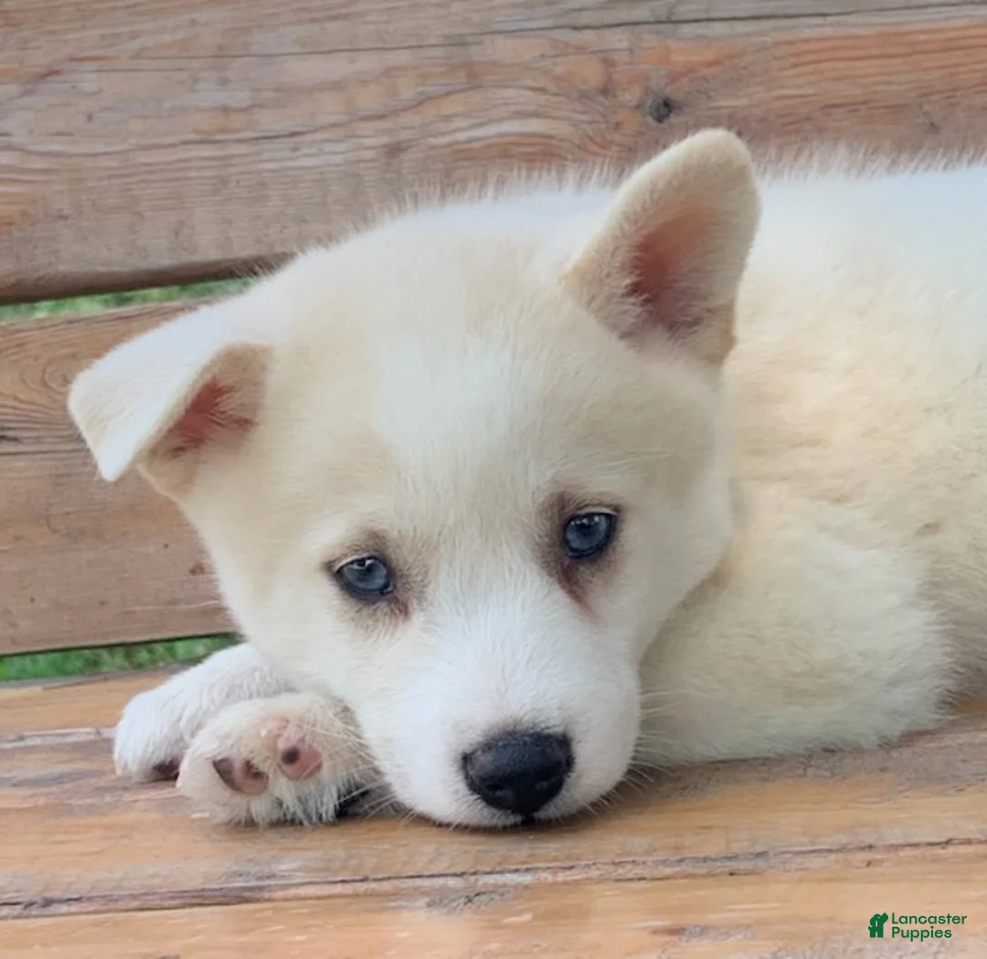 Alaskan Husky dogs for sale: Samson - Ad 1