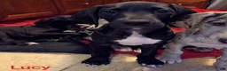 Great Dane dogs for sale: Lucy - Ad 5