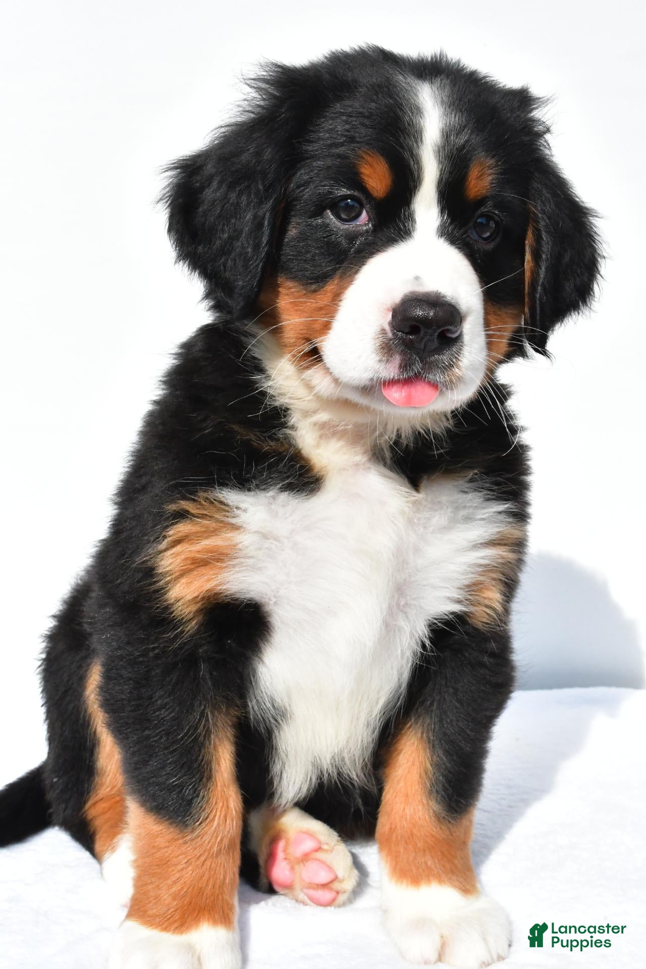 Bernese Mountain Dog dogs Paige - Ad 2